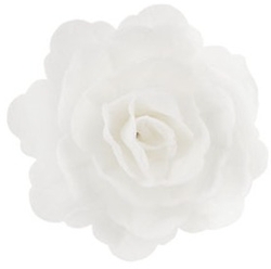 Anglická růže - střední bílá - 3ks
