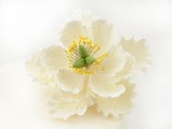 Cukrový květ -PIVOŇKA bílá 1ks