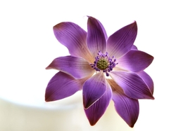 Cukrový květ -LEKNÍN fialový 1ks