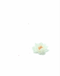 Lotosový květ bílý.1ks