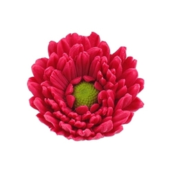 Gerbera fuksiová - cukrový květ