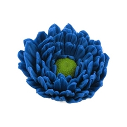 Gerbera modrá - cukrový květ 