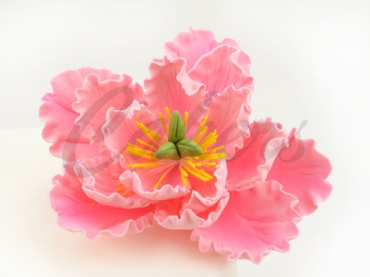 Cukrový květ -PIVOŇKA růžová 1ks